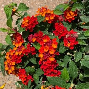 Meet your Posher, Carmen